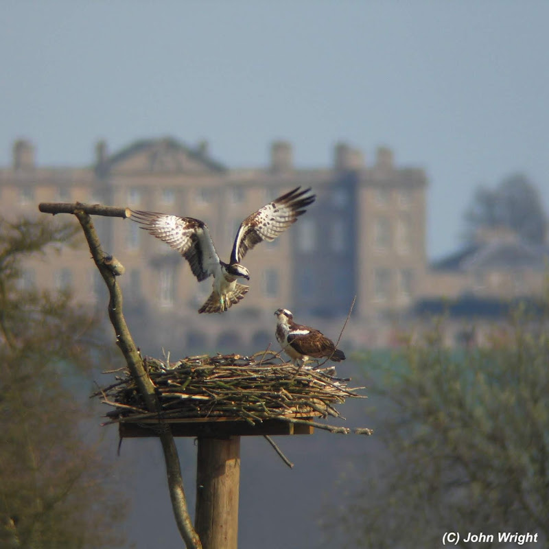 Rutland Osprey Project thumbnail