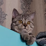 Автор
