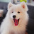 Mimo the Samoyed