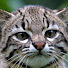 fMqLXAbgxdA-channel-avatar-Keyforshort (Keyforshort)