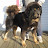 @kesangcamptibetanmastiffs8761