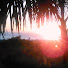 9Xz3ZjOSMRU-channel-avatar-IslandPalm14