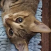 タタルの家