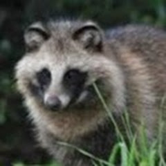 いぶさんチャンネル