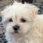 Benji the Maltipoo logo