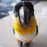 vJX0F3R4dMg-channel-avatar-Scout the Caique Parrot