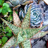 3yKar6ywbsA-channel-avatar-These Succulent Buddies
