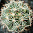 @CactuSoul