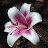 @MsMoe64 Avatar