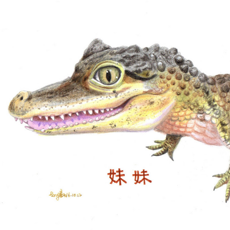 鱷鄰居&沙西米 Croco Sashimi YouTube 頻道頭像