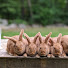 vqSgfRiUrvY-channel-avatar-West Meadow Rabbits