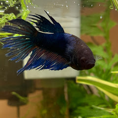 熱帯魚飼育日記アイコン画像