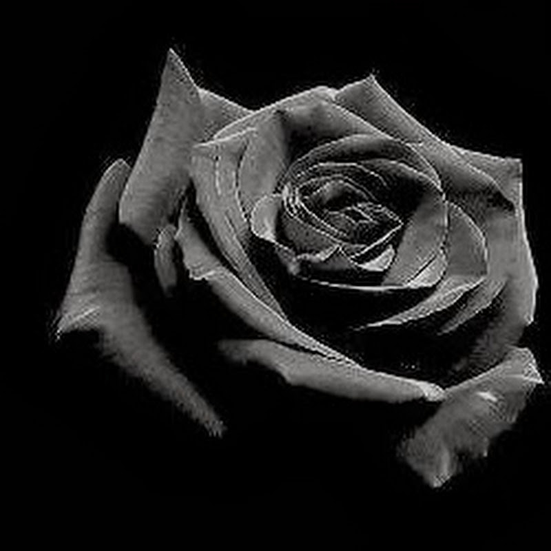 La Rosa Nera