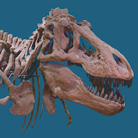 American Museum of Natural History profile image