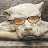 @coollzorg8620's avatar