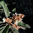 @ليثابوغوش-ل4ع
