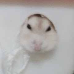 かげっちkage
