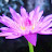 @pinknpurple42's avatar