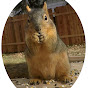 ChubsTheSquirrel logo
