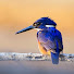 y93SMip7f10-channel-avatar-Nature's Image Photography Workshops And Tours