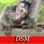 Daily Solo Monkey