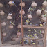 xUgXrlwzTpw-channel-avatar-BUDGIES PARROTS TRADERS