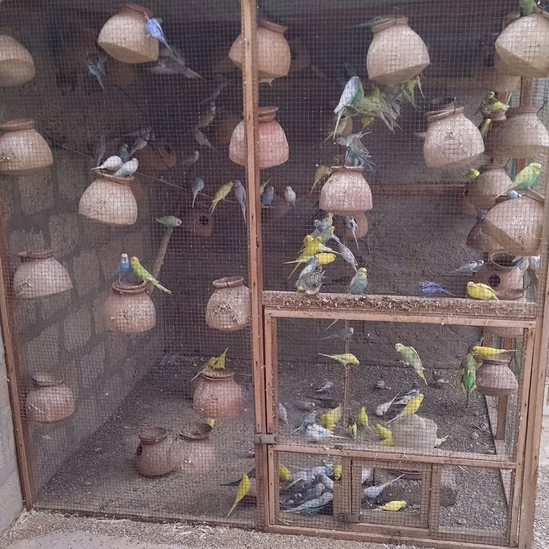 BUDGIES PARROTS TRADERS