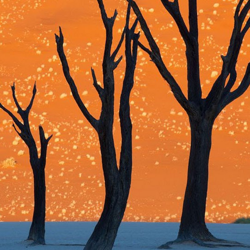 Relax Nature Sounds Lab