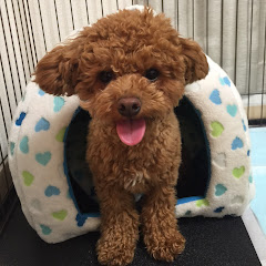 ペット可まとめチャンネルアイコン画像