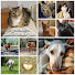 9pyfqOIhxwQ-channel-avatar-Gentle Souls Animal Sanctuary Homestead