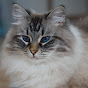 Luna and Nimbus Avatar