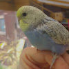 What could Budgie and Aviary Birds “birdman” buy with $100 thousand?