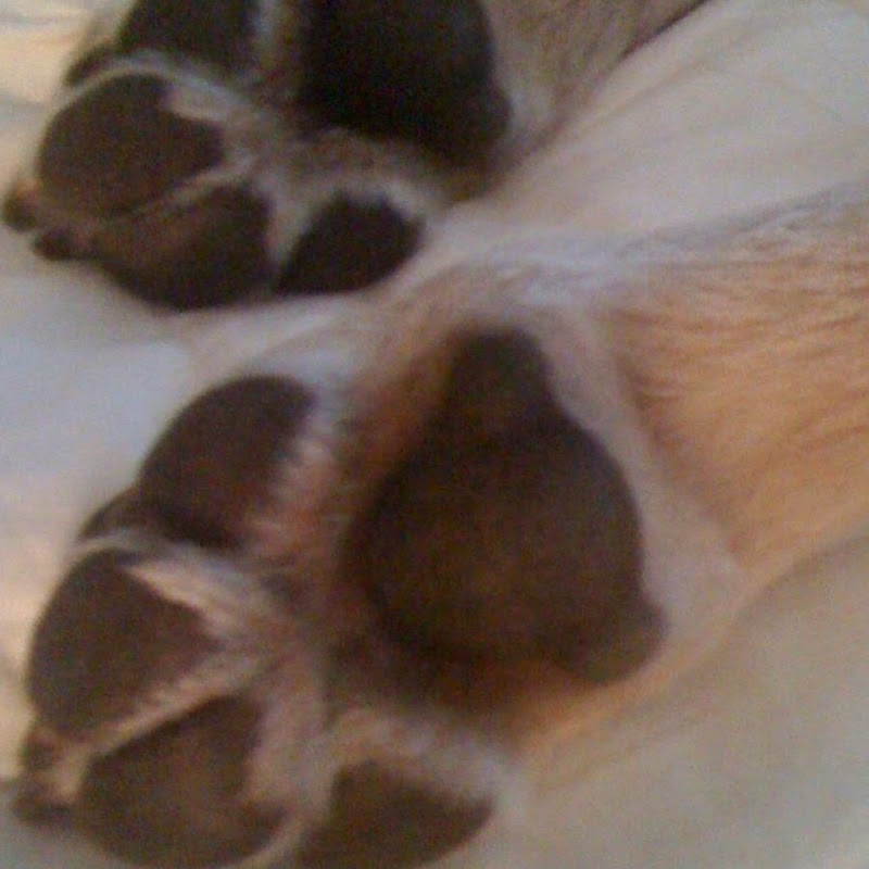 Pet Friendly Hotels