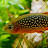 @LifeinAquariumJP Avatar