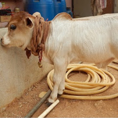 Punganur Cow