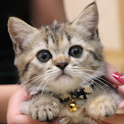 ぽんずちゃんねる