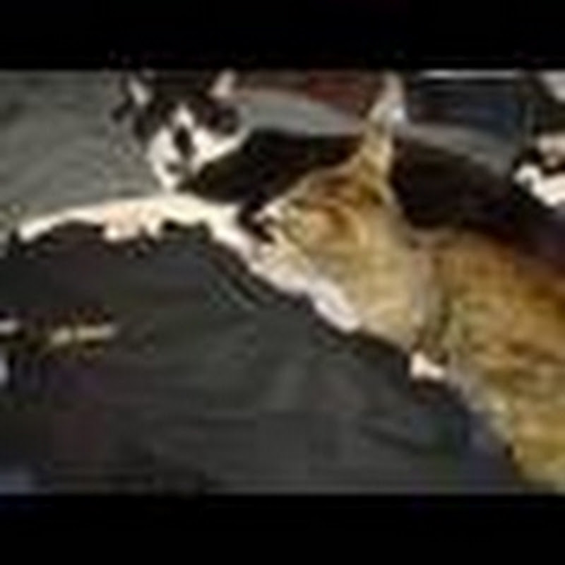 animalrights1234567