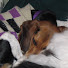qPiIztVQzOU-channel-avatar-Beagle is Sleeping