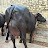 knain dharodi Dairy farm