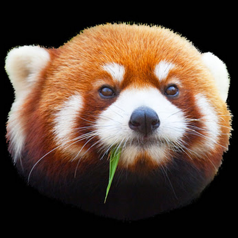 All About Animals