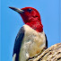 56RmphDLSWs-channel-avatar-Bird Garden