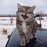 Автор