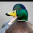 @mallardducks3615