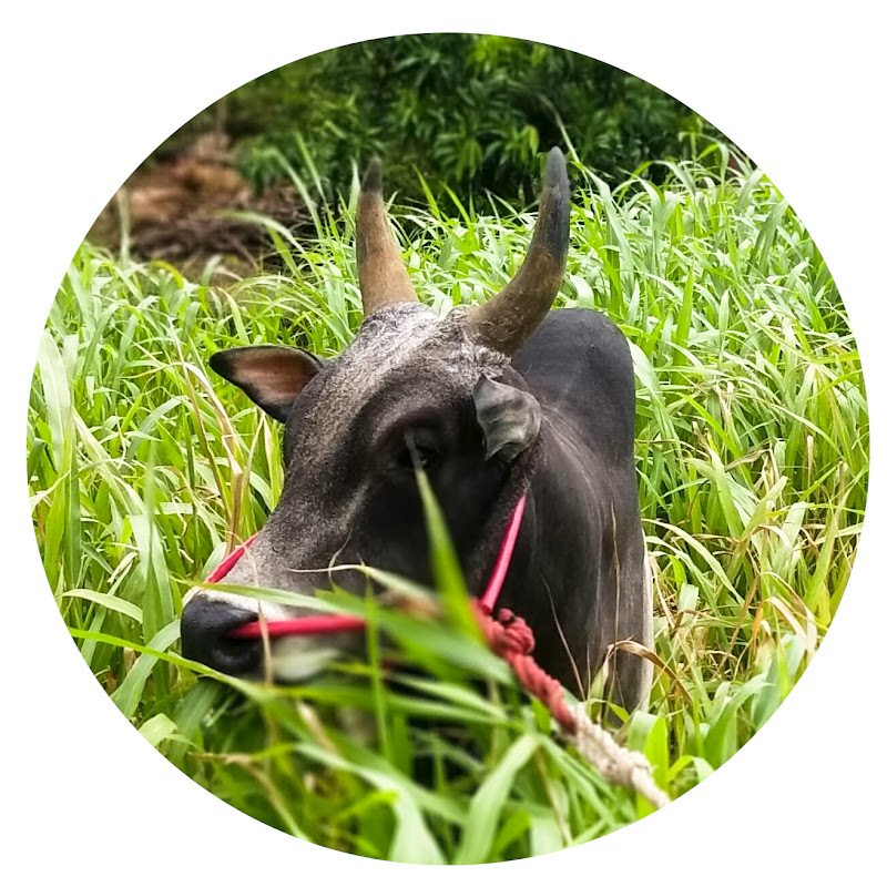 ஜல்லிக்கட்டு ராஜா (jallikattu raja)