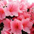 @평화-n1f