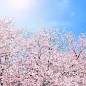 日本の桜ちゃんねる