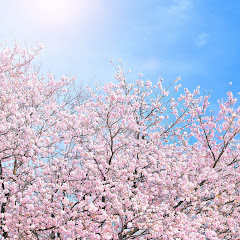 日本の桜ちゃんねる