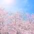 qamikkV_0kk-channel-avatar-日本の桜ちゃんねる