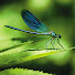NphCmbxgY8A-channel-avatar-Gentleman Permaculteur