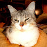 Qim2av-SRwU-channel-avatar-Romancha Pralapa